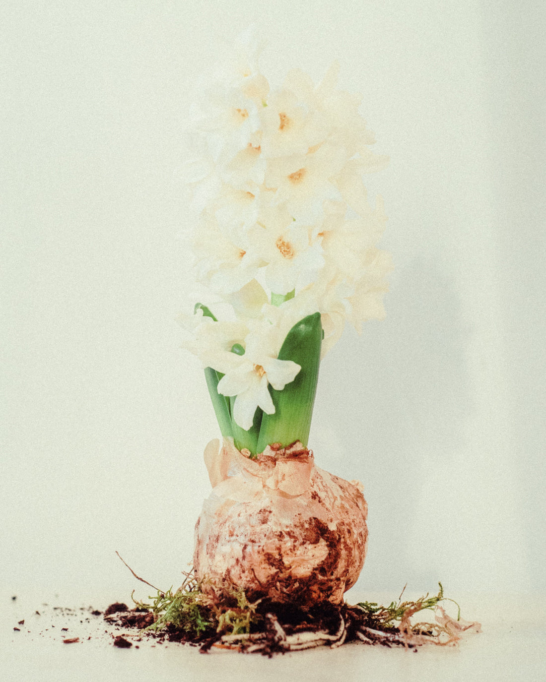 hyacinth bulb white