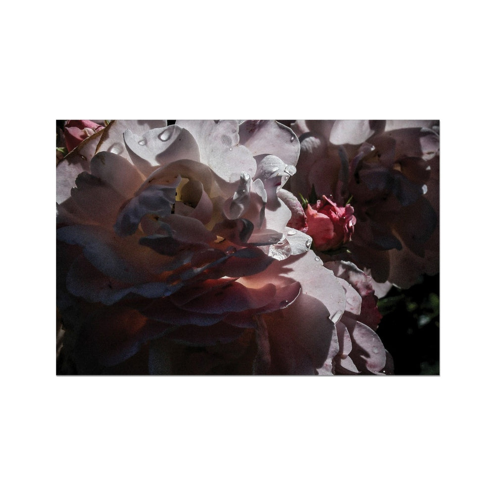 Roses After the Summer Rain Fine Art Print