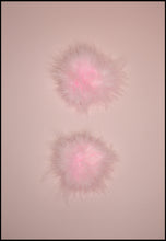 Fluffies - Pink Feather Pompom Shoe Clips