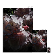 Roses After the Summer Rain Fine Art Print