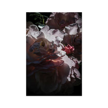 Roses After the Summer Rain Fine Art Print