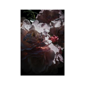 Roses After the Summer Rain Fine Art Print